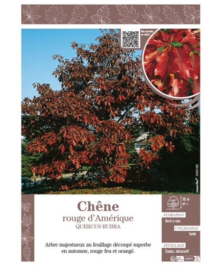 QUERCUS RUBRA voir CHÊNE ROUGE D'AMÉRIQUE