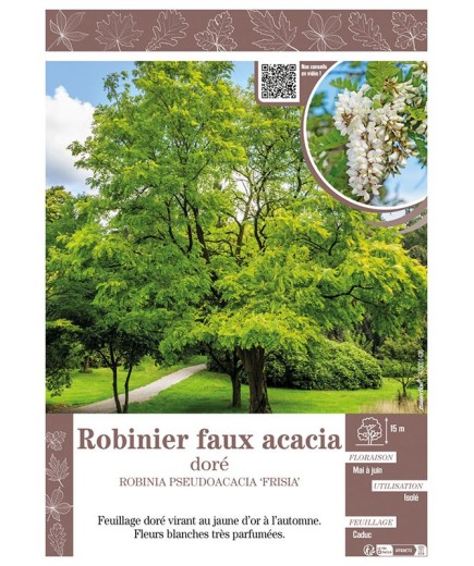 ROBINIA PSEUDOACACIA FRISIA voir ROBINIER FAUX ACACIA DORÉ
