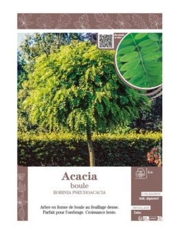 ROBINIA PSEUDOACACIA voir ACACIA BOULE