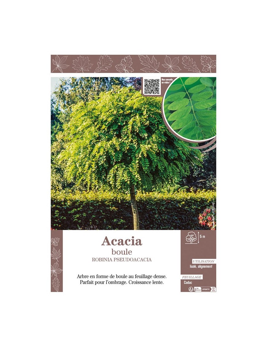 ROBINIA PSEUDOACACIA voir ACACIA BOULE