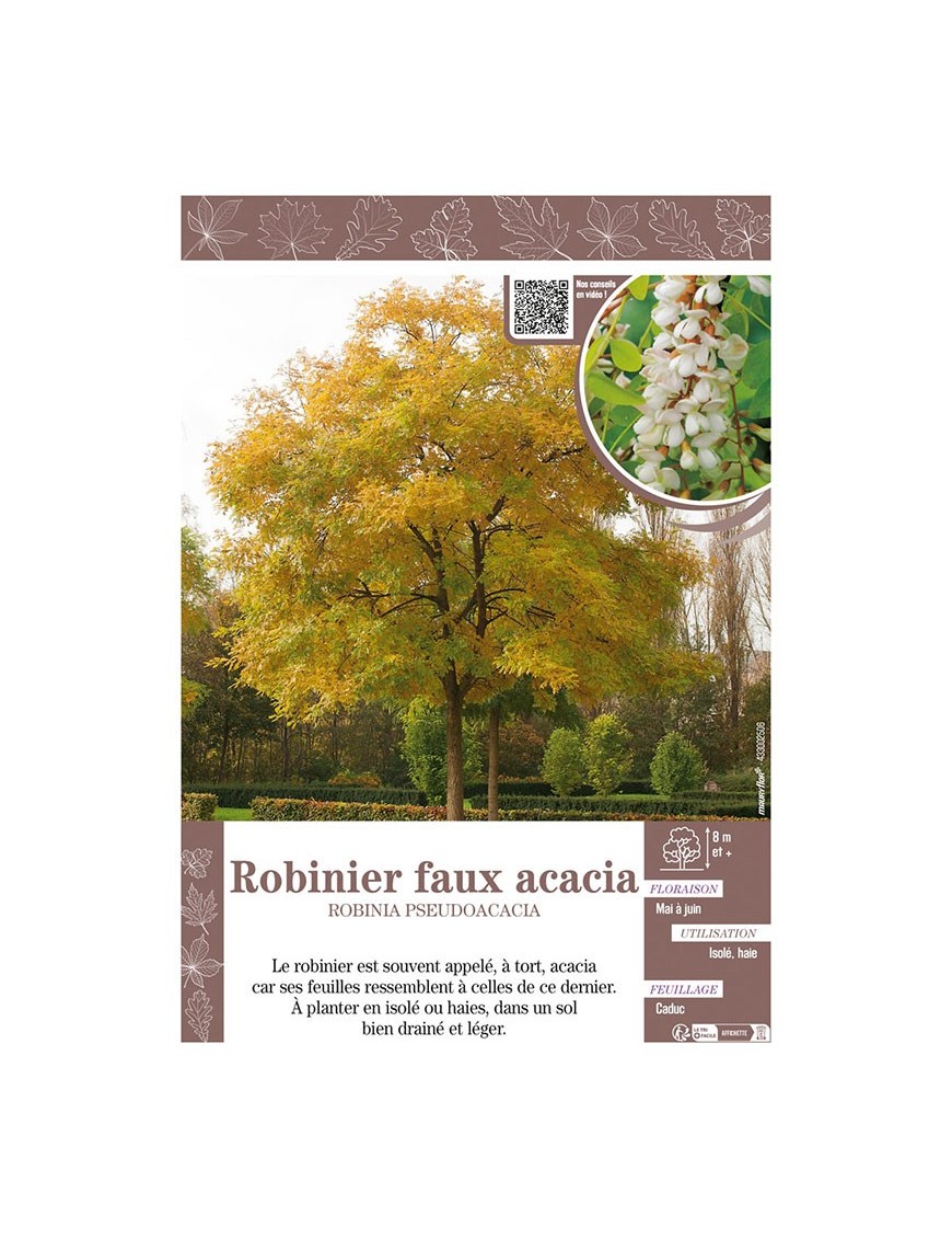 ROBINIA PSEUDOACACIA voir ROBINIER FAUX ACACIA
