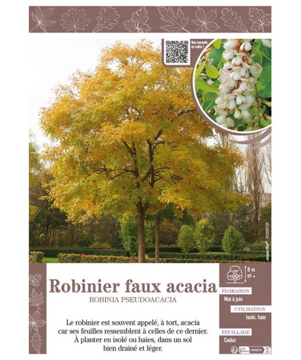 ROBINIA PSEUDOACACIA voir ROBINIER FAUX ACACIA
