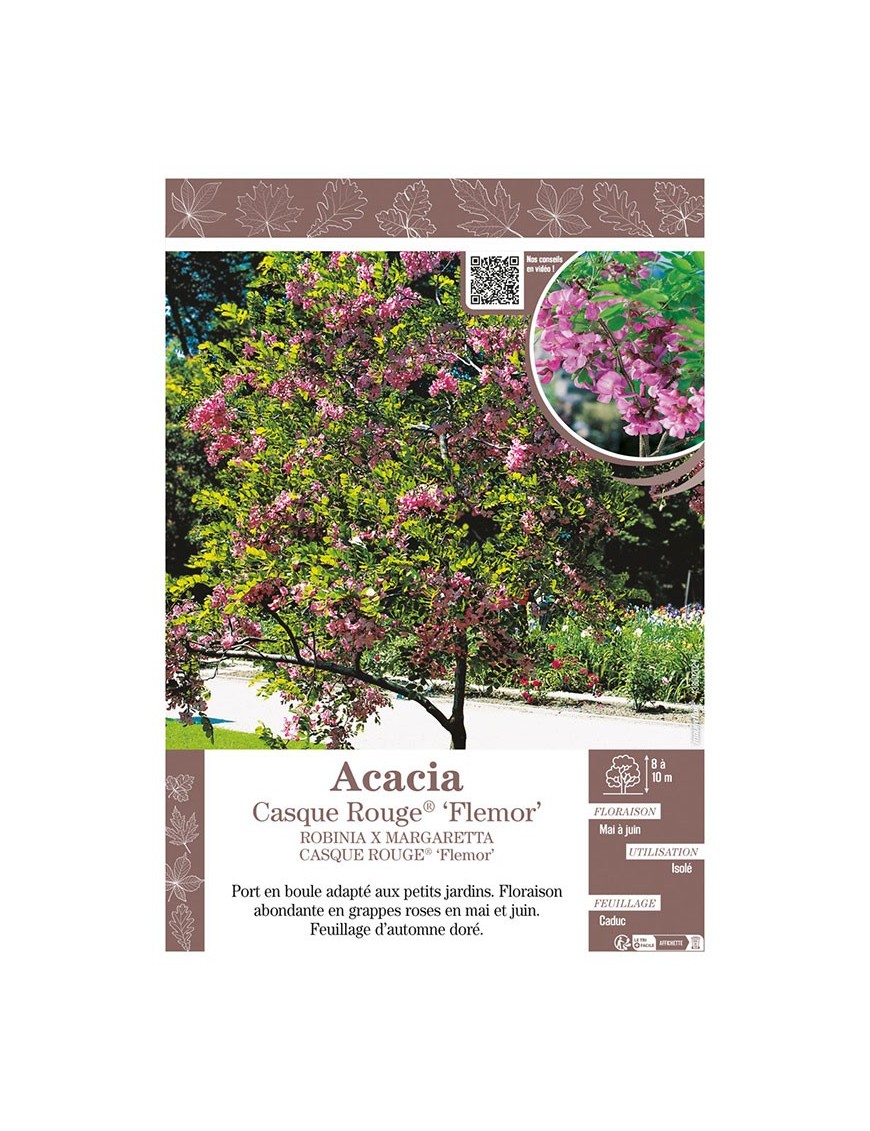 ROBINIA X MARGARETTA CASQUE ROUGE® FLEMOR voir Acacia