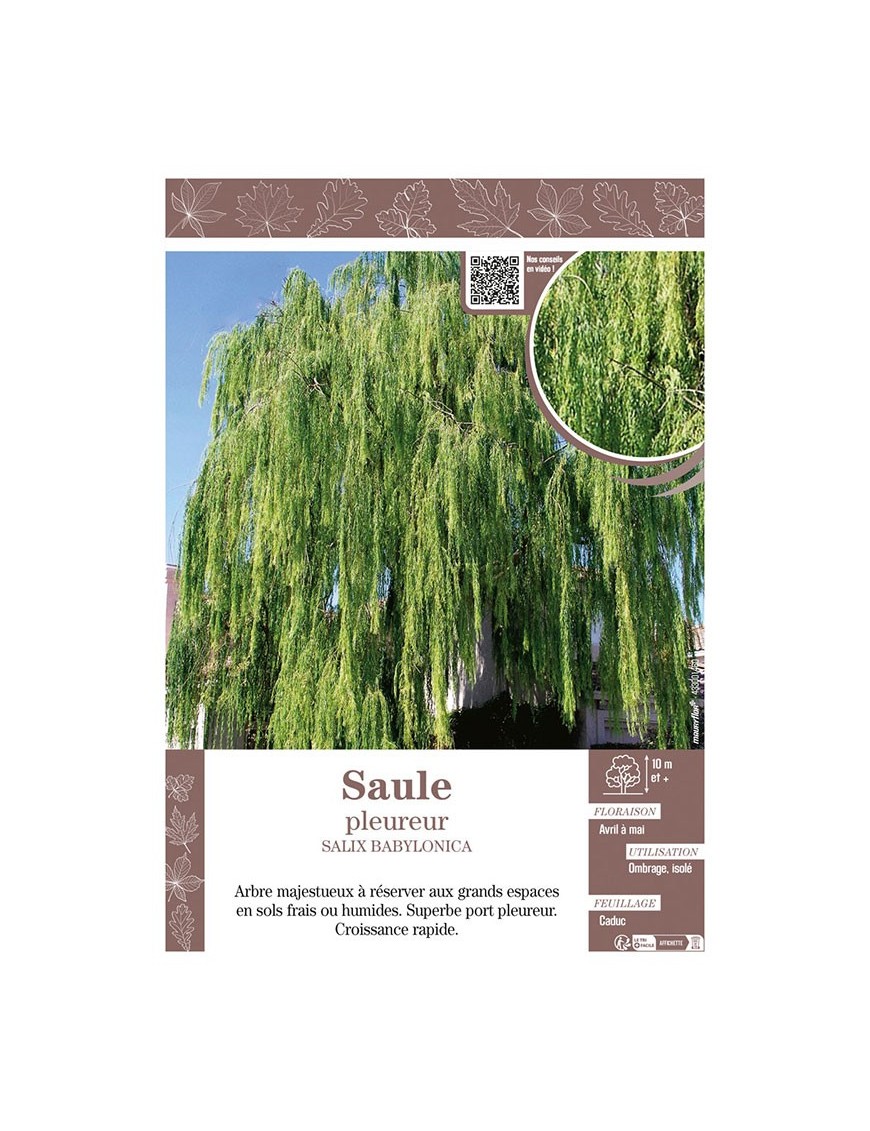 SALIX BABYLONICA voir SAULE PLEUREUR