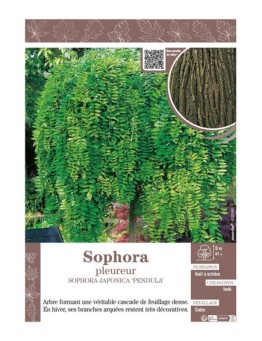 SOPHORA JAPONICA PENDULA voir SOPHORA PLEUREUR