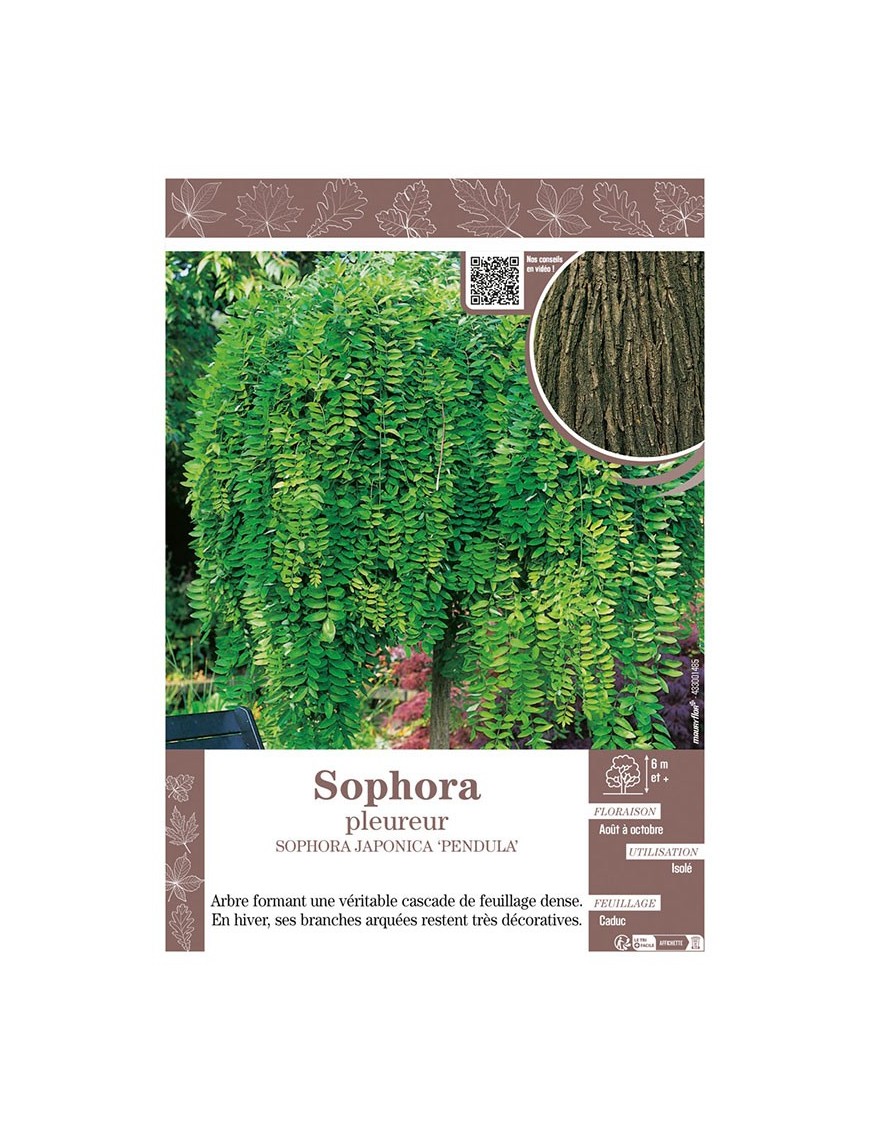 SOPHORA JAPONICA PENDULA voir SOPHORA PLEUREUR