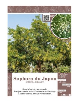 SOPHORA JAPONICA voir SOPHORA DU JAPON