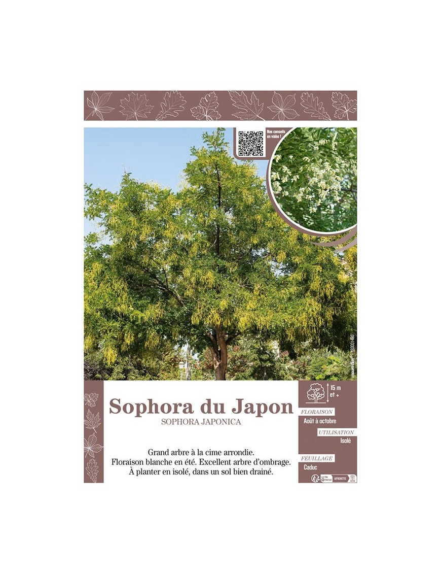 SOPHORA JAPONICA voir SOPHORA DU JAPON
