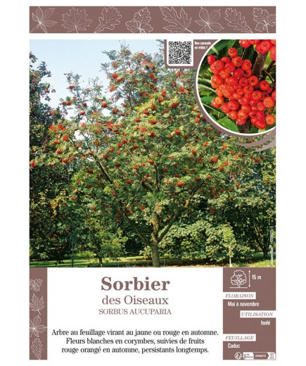 SORBUS AUCUPARIA voir SORBIER DES OISEAUX