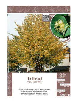 TILIA CORDATA voir TILLEUL