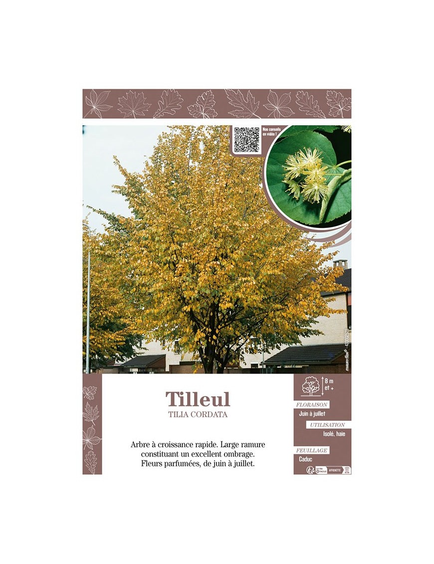 TILIA CORDATA voir TILLEUL