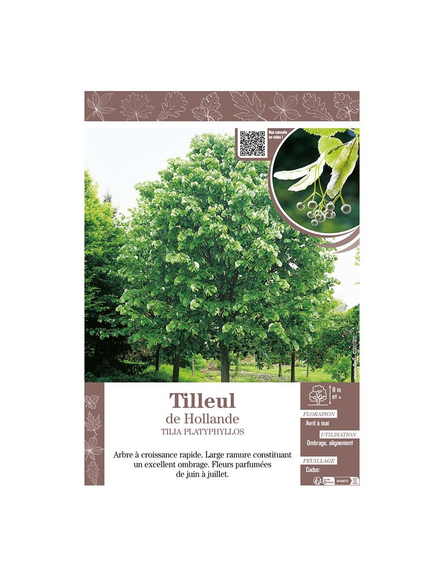 TILIA PLATYPHYLLOS voir TILLEUL DE HOLLANDE