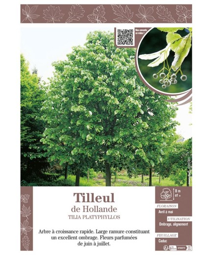 TILIA PLATYPHYLLOS voir TILLEUL DE HOLLANDE