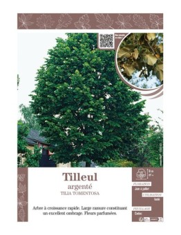 TILIA TOMENTOSA voir TILLEUL ARGENTÉ