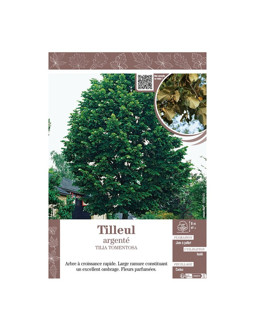 TILIA TOMENTOSA voir TILLEUL ARGENTÉ