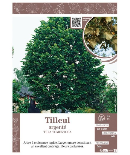 TILIA TOMENTOSA voir TILLEUL ARGENTÉ