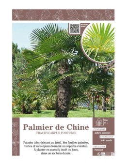 TRACHYCARPUS FORTUNEI voir PALMIER DE CHINE