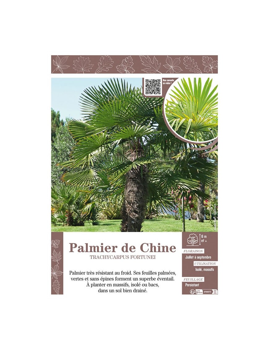 TRACHYCARPUS FORTUNEI voir PALMIER DE CHINE