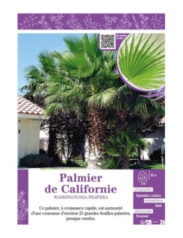 WASHINGTONIA FILIFERA voir PALMIER DE CALIFORNIE