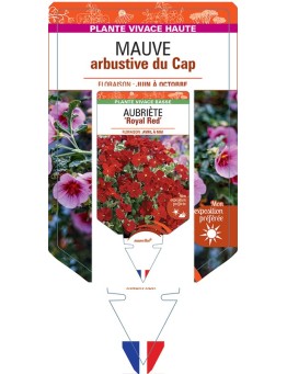 ANISODONTEA capensis voir Mauve arbustive du Cap