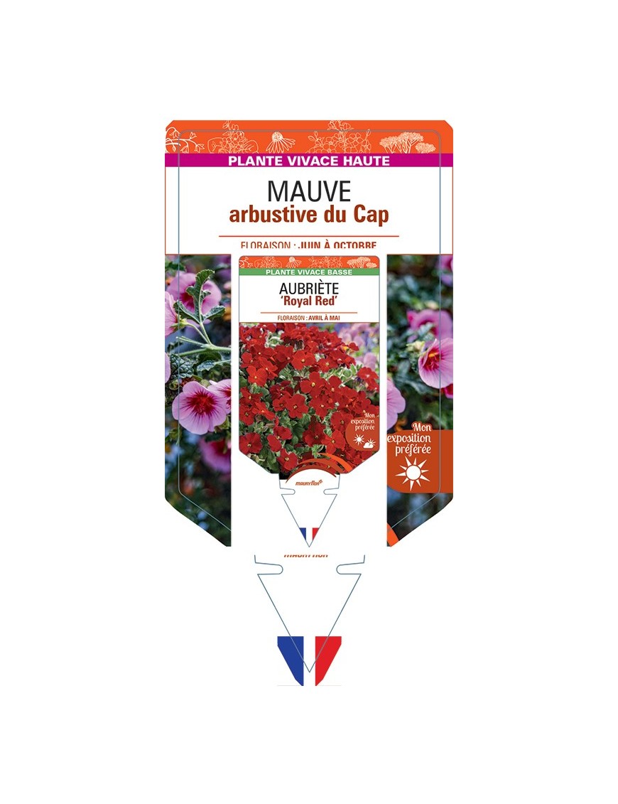 ANISODONTEA capensis voir Mauve arbustive du Cap