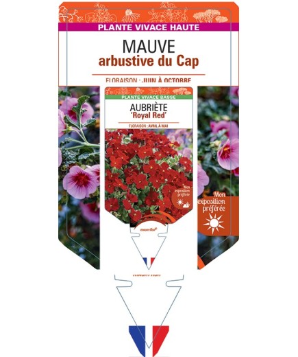 ANISODONTEA capensis voir Mauve arbustive du Cap