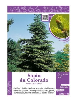 ABIES CONCOLOR voir SAPIN DU COLORADO
