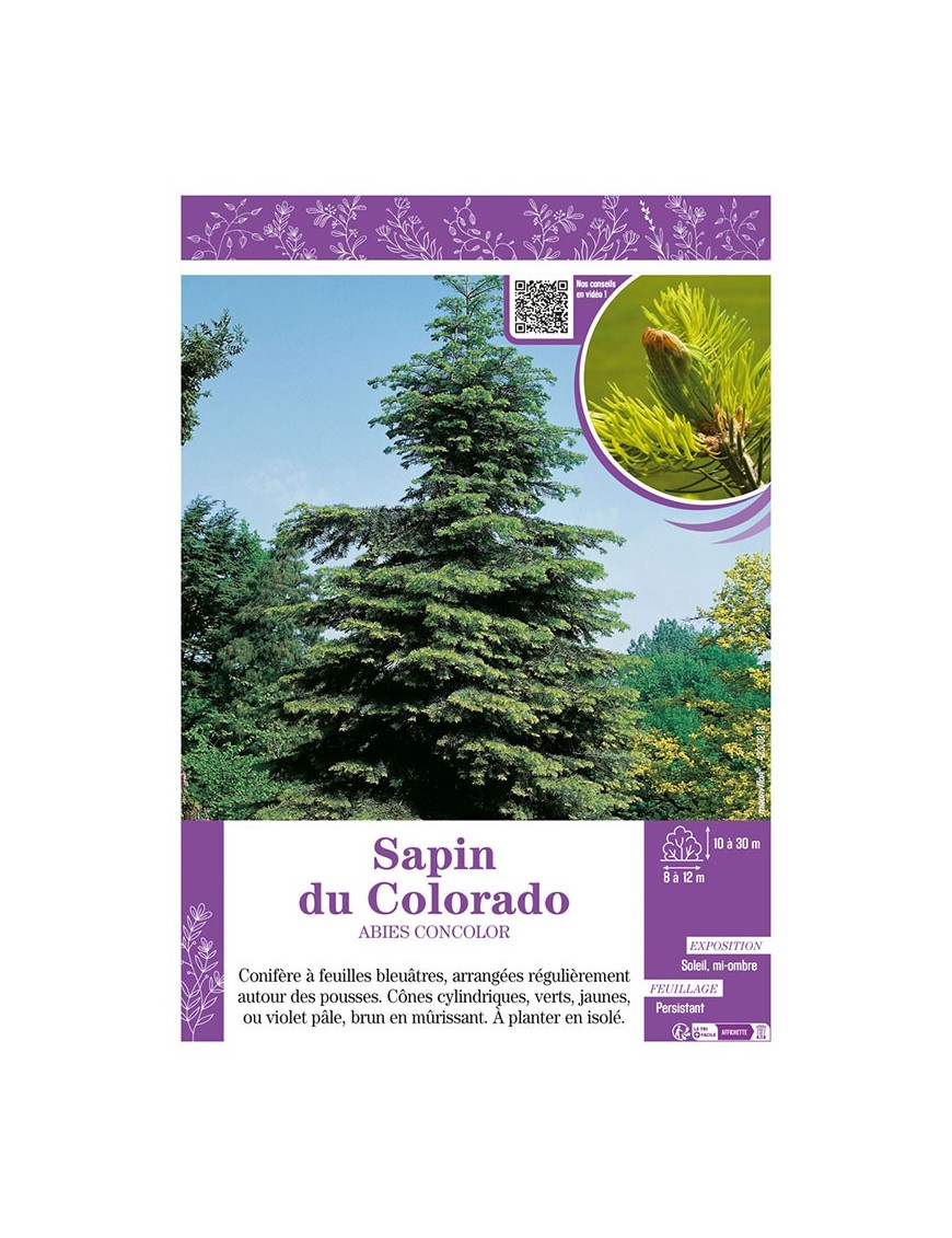 ABIES CONCOLOR voir SAPIN DU COLORADO