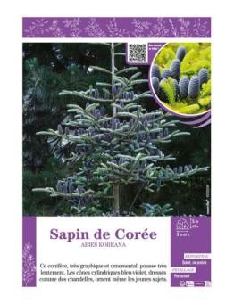 ABIES KOREANA voir SAPIN DE CORÉE