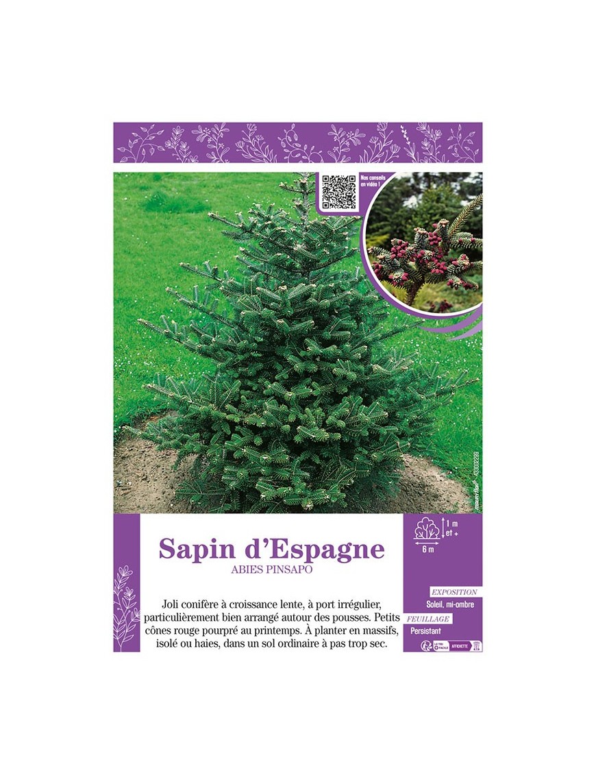 ABIES PINSAPO voir SAPIN D'ESPAGNE