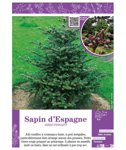 ABIES PINSAPO voir SAPIN D'ESPAGNE