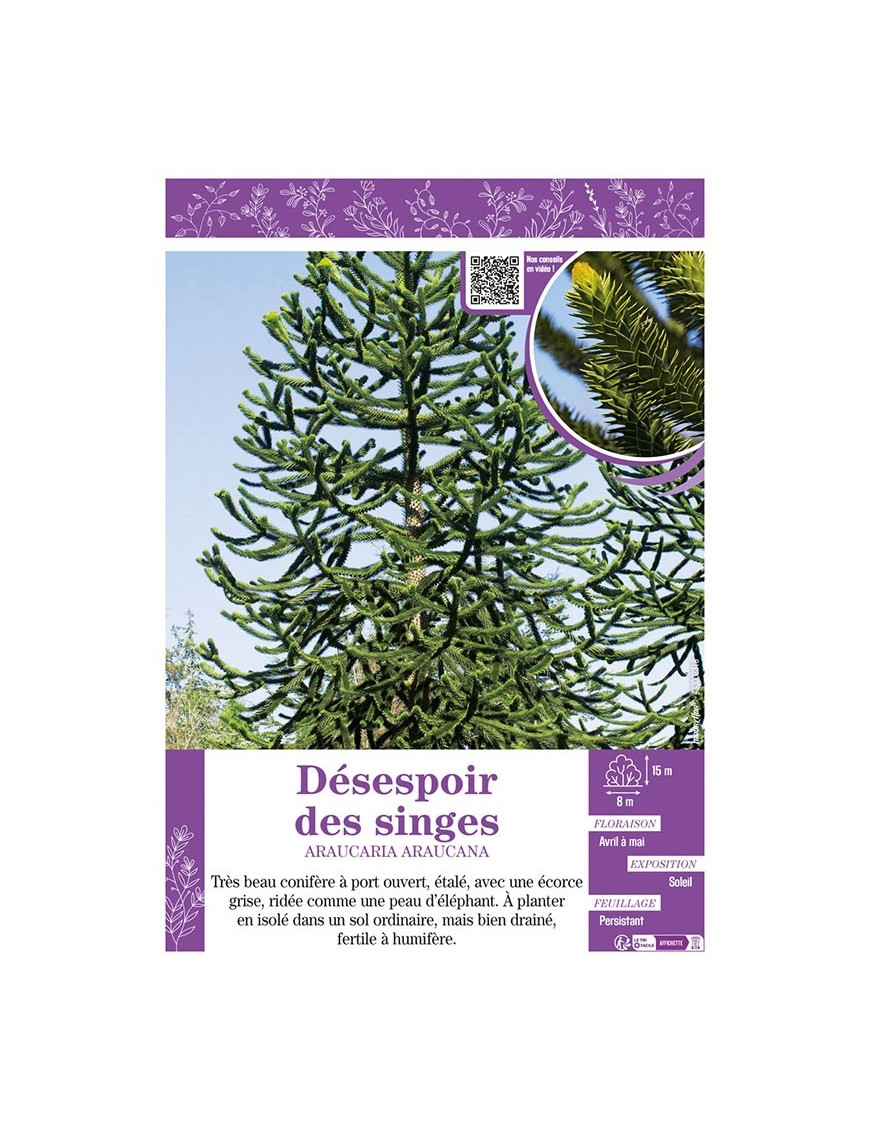 ARAUCARIA ARAUCANA voir DÉSESPOIR DES SINGES