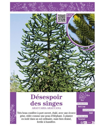 ARAUCARIA ARAUCANA voir DÉSESPOIR DES SINGES