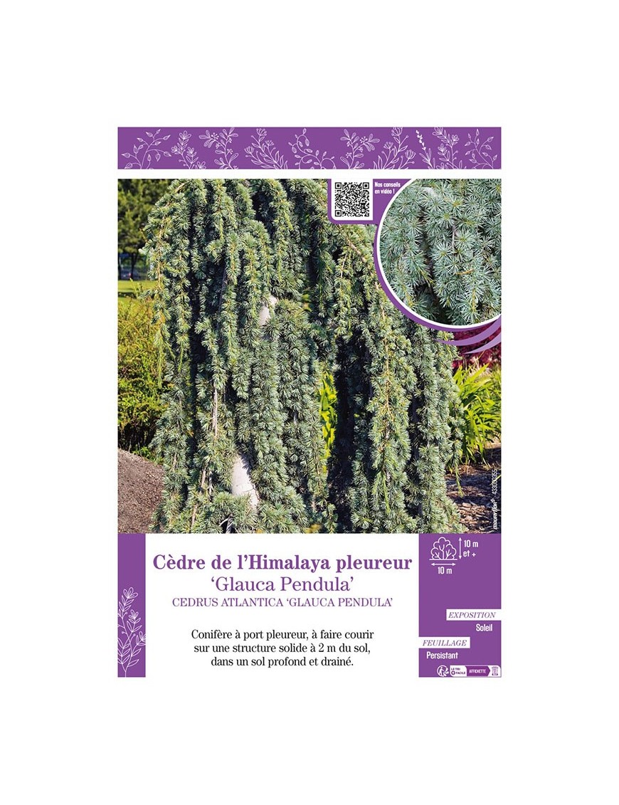 CEDRUS ATLANTICA GLAUCA PENDULA voir CÈDRE DE L'HIMALAYA PLEUREUR