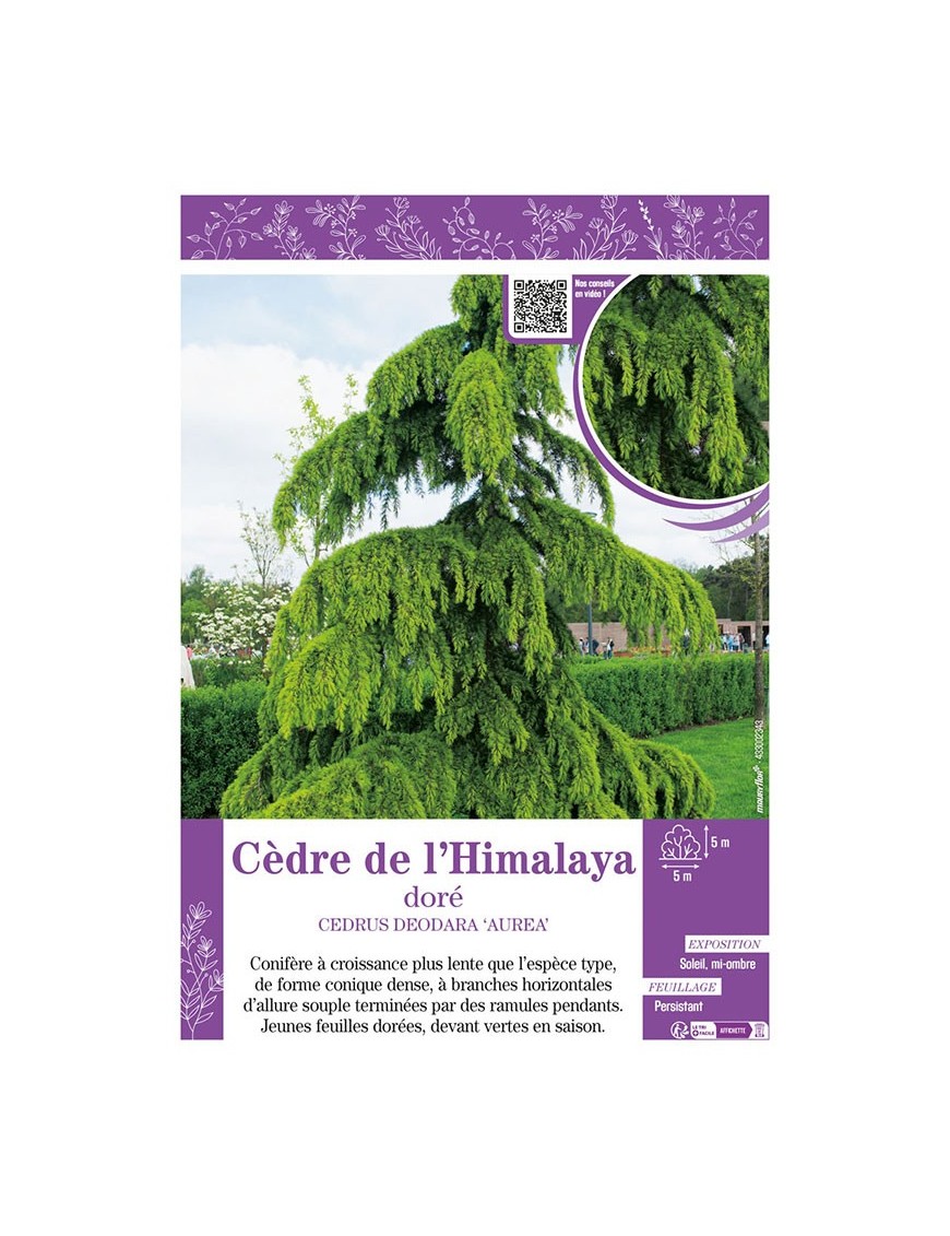 CEDRUS DEODARA AUREA voir CÈDRE DE L'HIMALAYA
