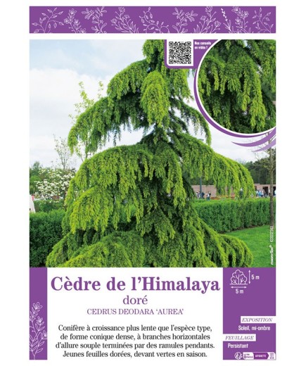 CEDRUS DEODARA AUREA voir CÈDRE DE L'HIMALAYA