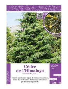 CEDRUS DEODARA voir CÈDRE DE L'HIMALAYA