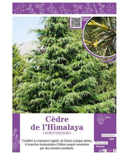 CEDRUS DEODARA voir CÈDRE DE L'HIMALAYA