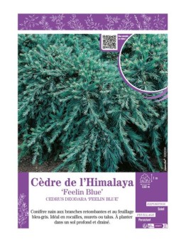 CEDRUS DEODORA FEELIN BLUE voir CÈDRE DE L'HIMALAYA