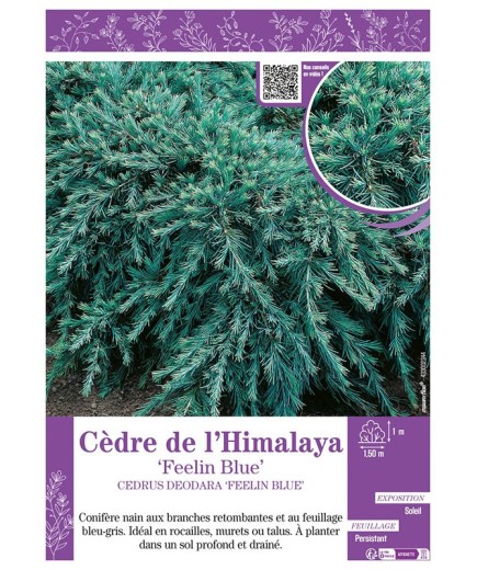 CEDRUS DEODORA FEELIN BLUE voir CÈDRE DE L'HIMALAYA