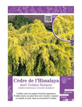 CEDRUS DEODORA GOLDEN HORIZON voir CÈDRE DE L'HIMALAYA