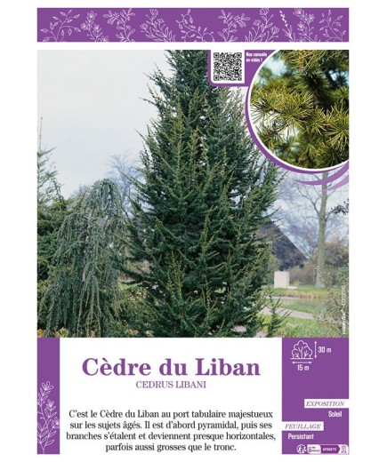 CEDRUS LIBANI voir CÈDRE DU LIBAN