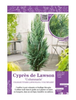 CHAMAECYPARIS LAWSONIANA COLUMNARIS voir Cyprès de Lawson