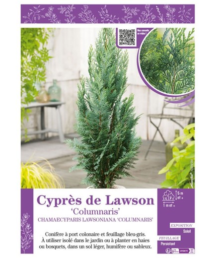CHAMAECYPARIS LAWSONIANA COLUMNARIS voir Cyprès de Lawson