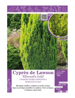 CHAMAECYPARIS LAWSONIANA ELLWOOD'S GOLD voir Cyprès de Lawson