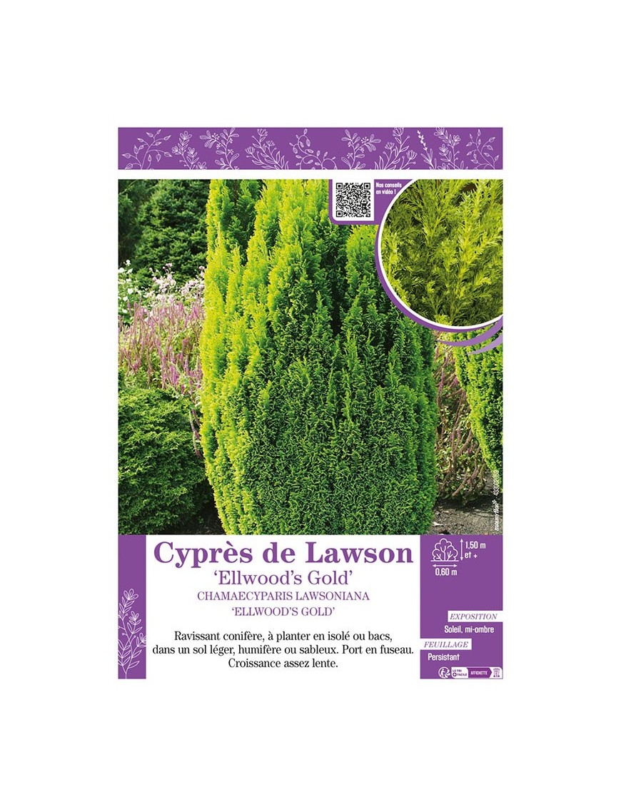 CHAMAECYPARIS LAWSONIANA ELLWOOD'S GOLD voir Cyprès de Lawson