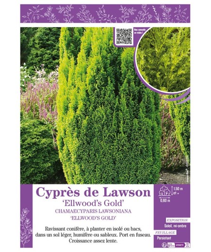 CHAMAECYPARIS LAWSONIANA ELLWOOD'S GOLD voir Cyprès de Lawson