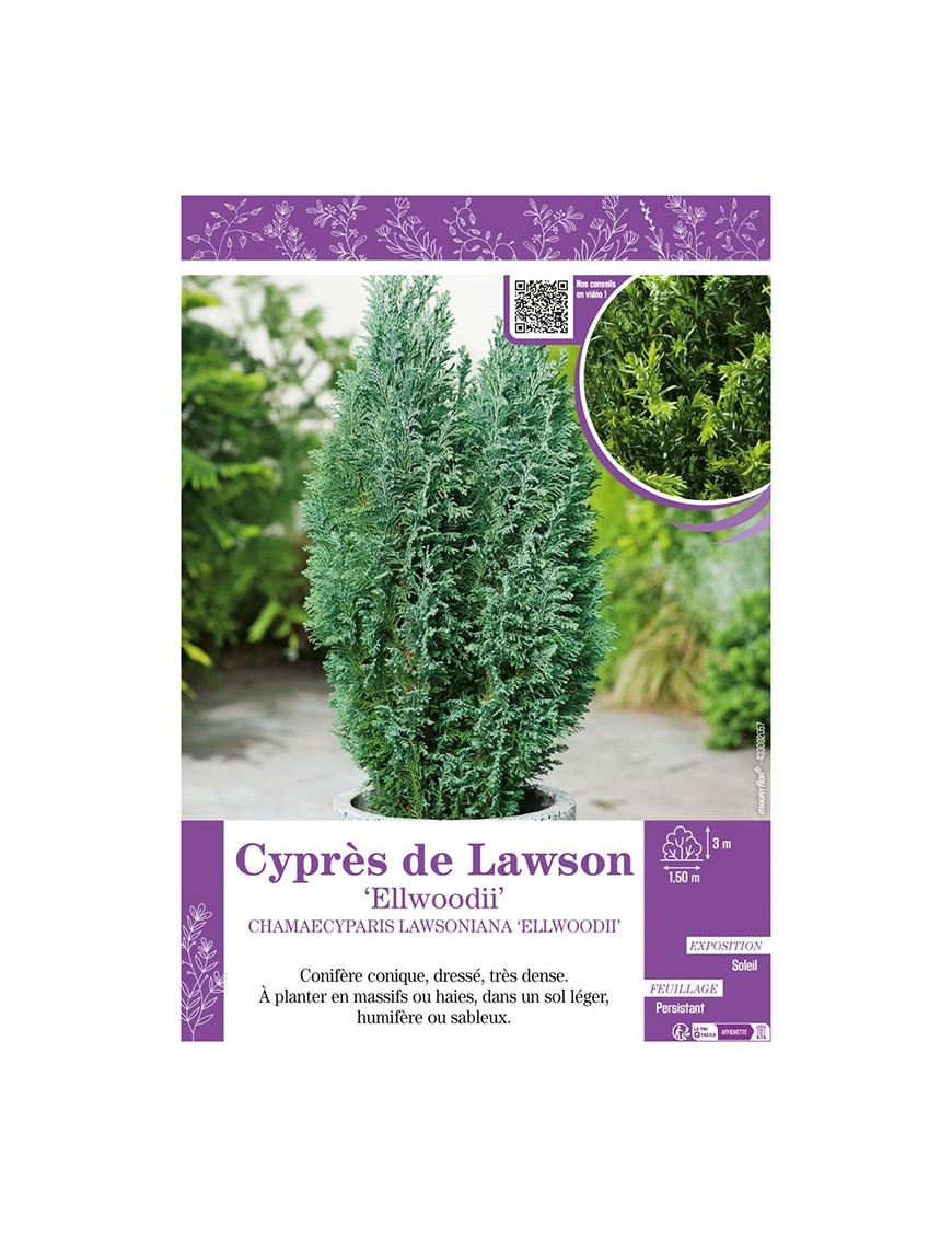 CHAMAECYPARIS LAWSONIANA ELLWOODII voir Cyprès de Lawson
