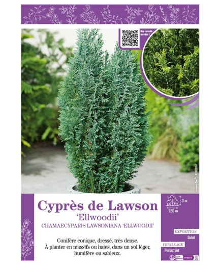 CHAMAECYPARIS LAWSONIANA ELLWOODII voir Cyprès de Lawson