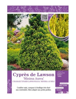 CHAMAECYPARIS LAWSONIANA MINIMA AUREA voir Cyprès de Lawson